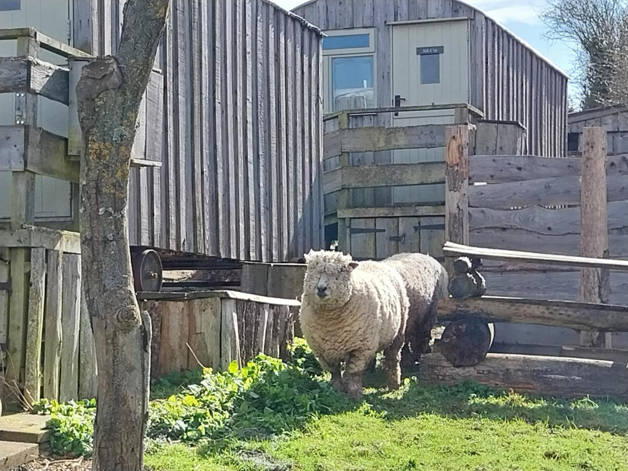 Meadowbeck - Shepherd Huts Fylingdales Eksteriør bilde